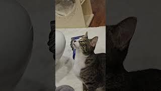 Cat Chatter