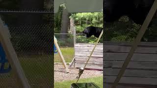 Bear Crashes Carver, MA Bridal Shower