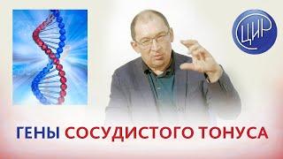 Гены сосудистого тонуса. Рассказывает Гузов И.И.