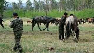 Перегон табунов на летние пастбища. Ч.2. Сбор у брода через р.Баргузин