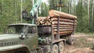 Наконец опять УРАЛ ЛЕСОВОЗ! Съездил за лесом. Грибов набрал немного.