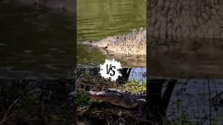 Crocodile vs. Alligator: Who’s the Ultimate Hunter?  Hunting Style Showdown  #animals #facts