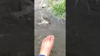 Let's go fish with Hue
