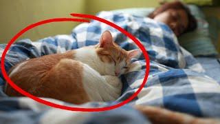 Why Does Your Cat Sleep With You? - What Your Cat's Sleep Spot Reveals About Your Connection