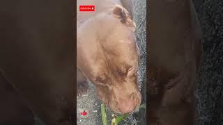 Pit monster lek girl #LEKTHEBESTKENNEL