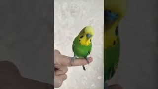 Charming budgie Luchik dances rock and roll