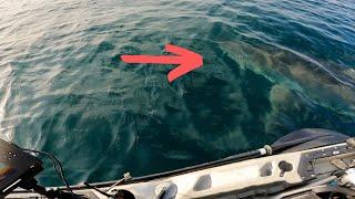 POV: GREAT WHITE SHARK CIRCLES YOUR KAYAK