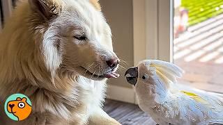 Cockatoo And Dog Share Snacks and Naps. Nobody Can Believe It! | Cuddle Buddies