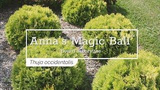 30 Seconds with Anna's Magic Ball™ Arborvitae