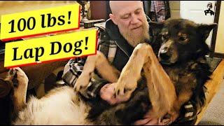 The World's BEST 100 Pound Lap Dog - Honey Badger