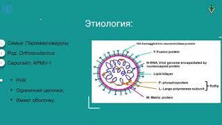 4. Вирусные болезни птиц