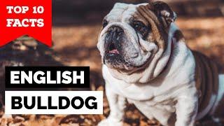 Bulldog - Top 10 Facts