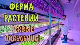 ФЕРМА РАСТЕНИЙ В КВАРТИРЕ. ПЕРВЫЕ ПОСЕЛЕНЦЫ. ЭХОФЕРМА