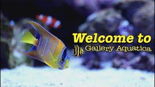 Welcome to Gallery Aquatica --- Gallery Aquatica TV