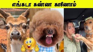 சரியான கோவக்காரன் போல  | முரட்டு விலங்கா இருக்கு