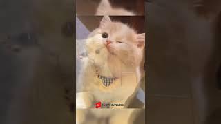 So adorable that's little kitten  Funny cat video | cute cat | Cat video Compilation #cat #short