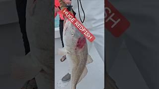 Huge Redfish caught offshore in Florida! #bigfish #fishing #reeldeal