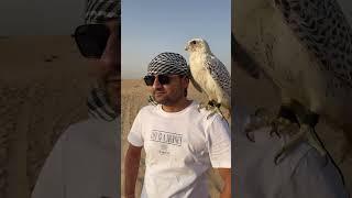 Dubai Desert Falcon Playing #falcon #eagle #dubai #shorts