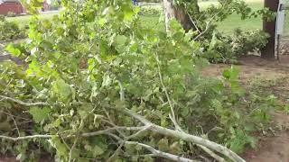 28 August Micro burst tree damage at Little building