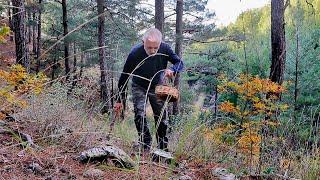 Into The Forest I Go To MUSHROOM Hunting | Easy And Delicious Mushroom Recipe