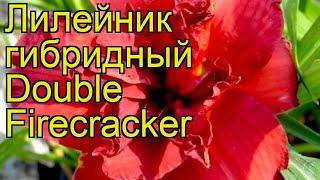 Лилейник гибридный Дабл Файркрэкер. Краткий обзор, описание hemerocallis Double Firecracker