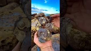 Here’s one of our Golden Nodules  The large nodule has an outer coating of Iron Pyrite 