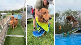 My Dog Takes His Son Dock Diving