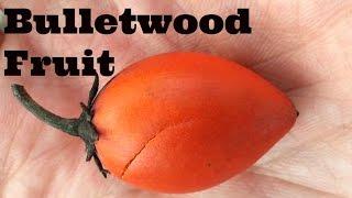 Bulletwood Review (Mimusops elengi)Weird Fruit Explorer Ep. 138