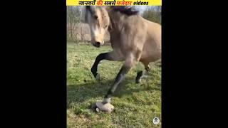 The funniest videos of wild animals part ? #viral