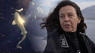Эксперт: акулы не так опасны — опасность угрожает им самим