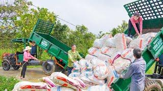 Use Truck To Transport Fertilizer From Home To Orange Garden, Help Sister Transport Corrugated Iron