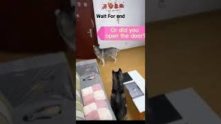 Dogs fun #youtube #memes