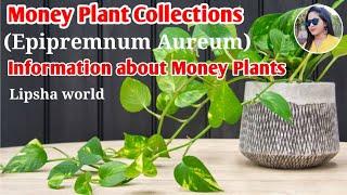 20+ Different Varieties of Money Plant(Pothos) | Pothos varieties | Money Plants | Lipsha world