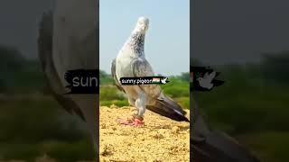 #viral #trending one and only️ #shonk @sunny.pigeon ️