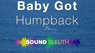 Episode 33: Baby got Humpback