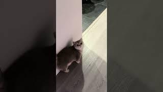 Double tap for a cutest meow in the world