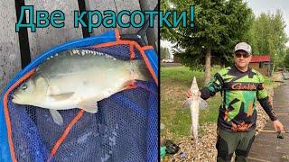 А в Подмосковье Ловятся (КРХ  Трифон)