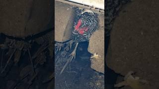 This chicken was COMPLETELY stuck! We had to rescue her