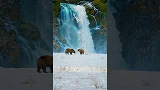 Grizzly Majesty in Winter Wonderland #BearsInTheWild #WinterNature #SnowyScenery #Wildlife #4K #ai