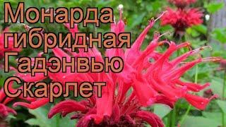 Монарда гибридная Гадэнвью Скарлет  обзор: как сажать, рассада монарды Гадэнвью Скарлет