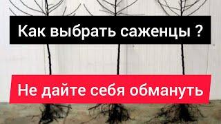 Как выбирать саженцы яблони, груши и других плодовых деревьев?