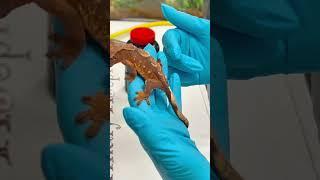 Crested gecko at Little Critters Veterinary Hospital