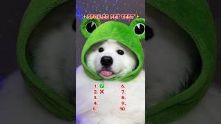 SPOILED PET TEST #dogshorts #funny #tiktok #samoyed #shiro #pets #cutedog #puppy #samoyedpuppy