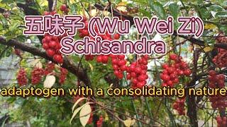 Wu Wei Zi (Schisandra) - TCM herb in Shang Han Lun