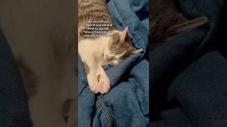 ️️️ #catshorts #catsofyoutube #petlovers #furmom #loveanimals #catmom #cutepets