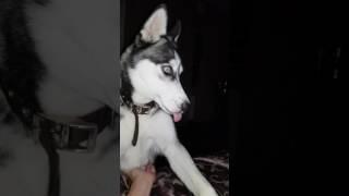 Fetish husky likes me to scratch her chest