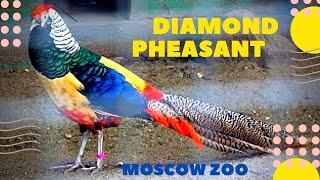 Алмазный фазан Московский зоопарк Diamond pheasant  Moscow zoo 野鸡 キジ 野鸡  طائر الدراج ziminvideo