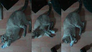 SHOCKING !! Fool cat fighting toilet roll