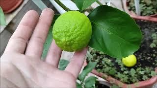 Bearss lime\Tahitian lime & C. sinensis "Fragola" Собираю плоды : Таити лайм и апельсин Фрагола