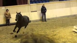 Dressage horse for sale. Steniro by Stedinger x De Niro